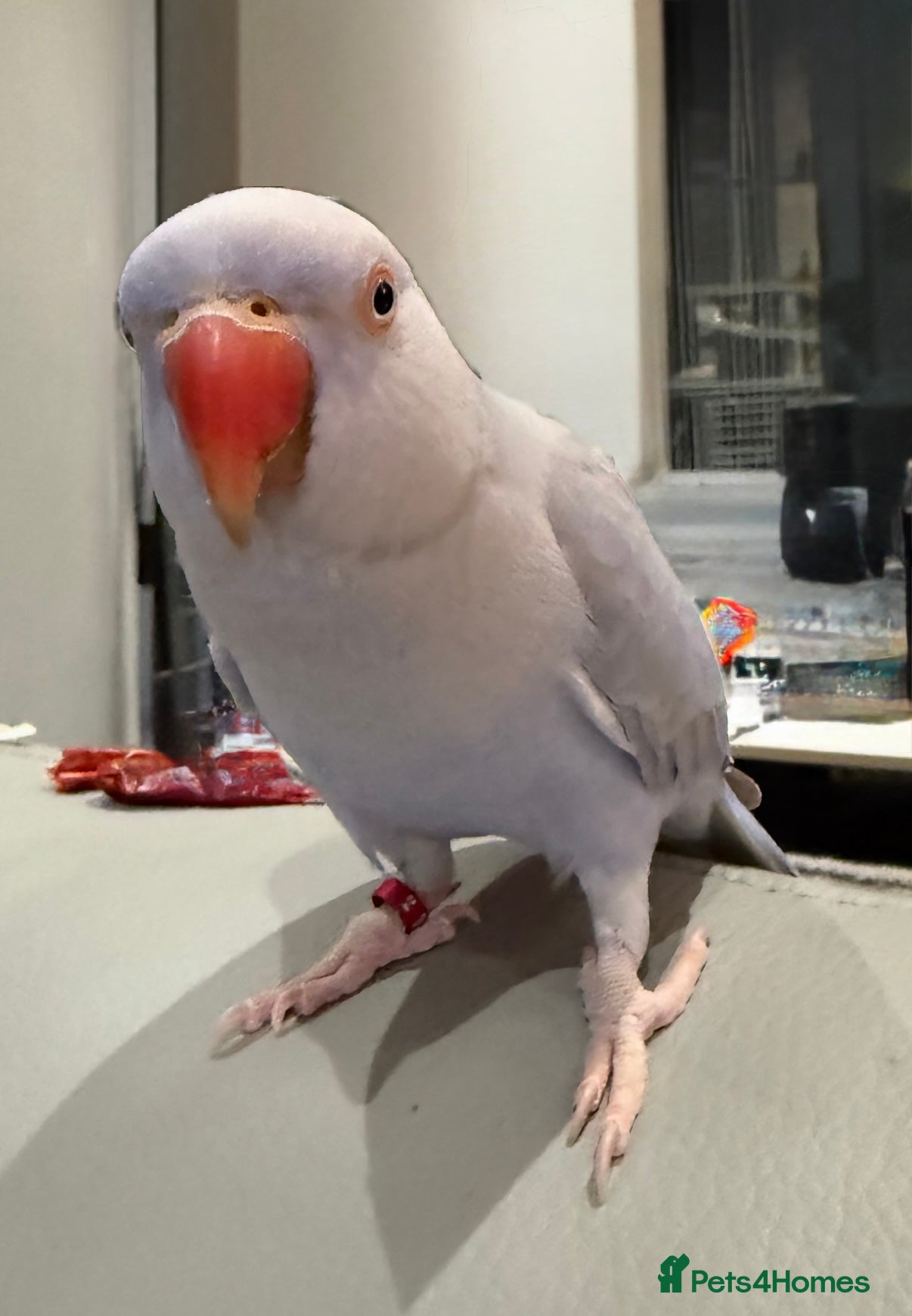 Ringnecks birds Silly Tame & trained talking Indian Ringneck - Advert 14