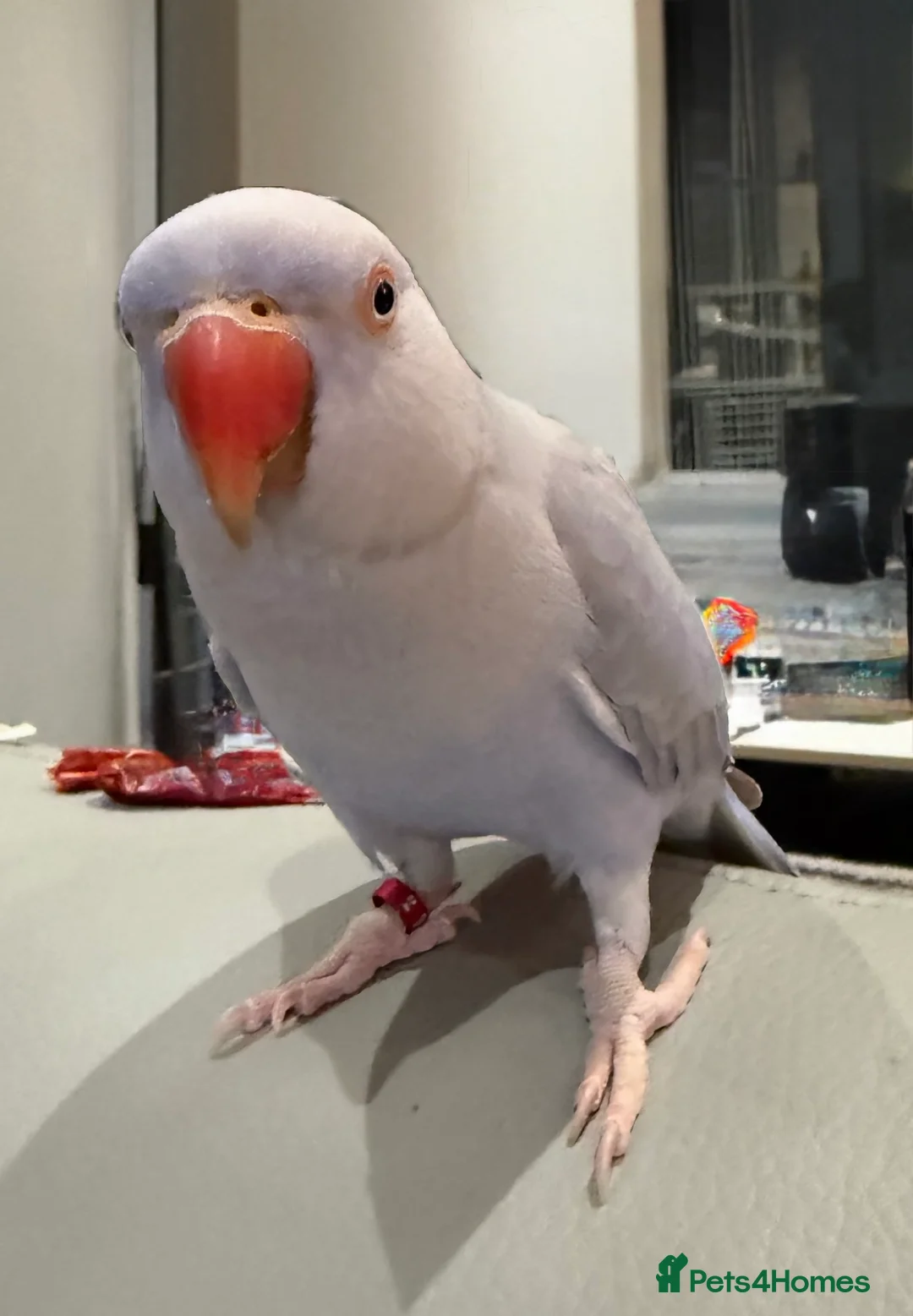 Ringnecks birds for sale: Silly Tame & trained talking Indian Ringneck - Advert 1