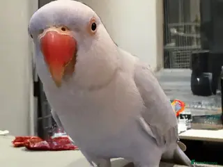 Ringnecks birds Silly Tame & trained talking Indian Ringneck - Advert 14