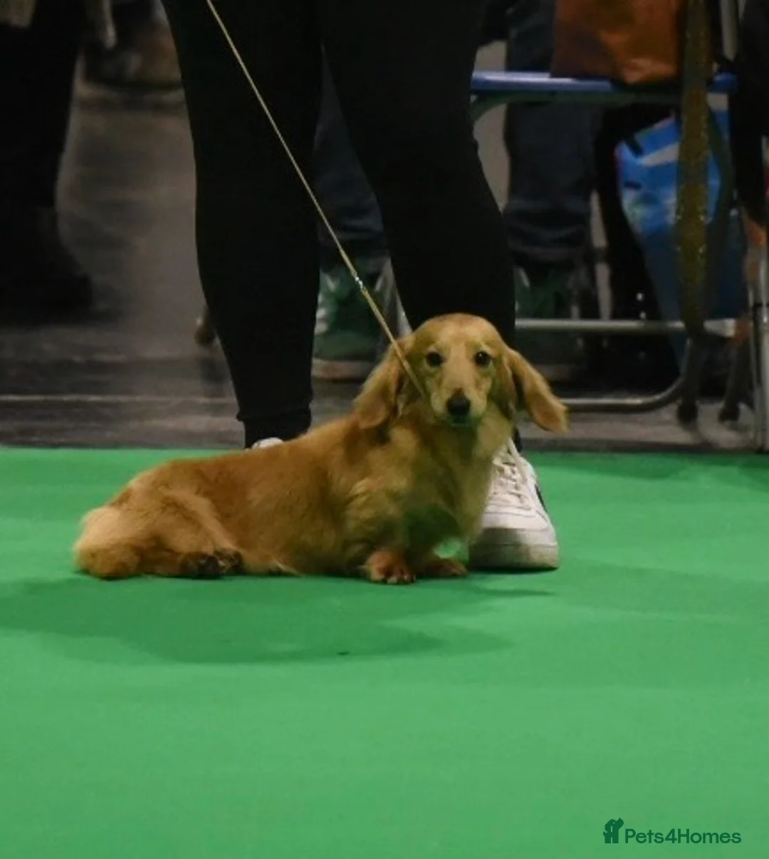 Miniature Dachshund dogs for stud: Shaded cream miniature longhaired Stud in Newton Abbot - Advert 6