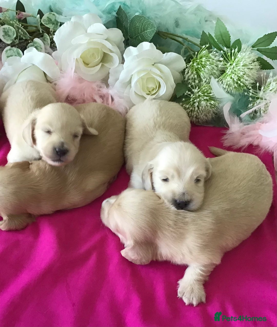 Miniature Dachshund dogs for sale: K.C Registered L/H Dachshund  - Image 11