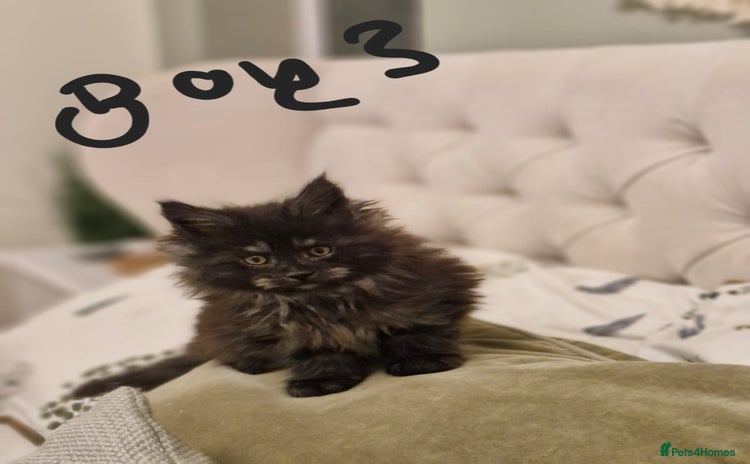 Maine Coon cats - Advert 8