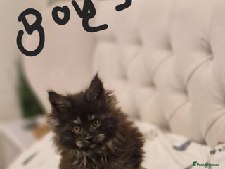 Maine Coon cats - Advert 5