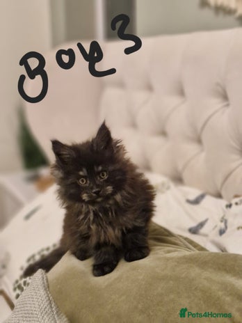 Maine Coon cats - Advert 4