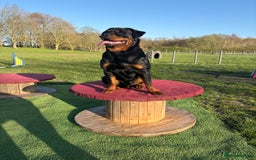 Rottweiler dogs for sale: 2 Year Old Male Rottweiler - Image 1