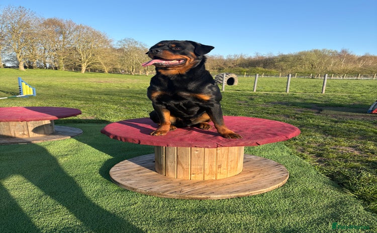 Rottweiler dogs - Advert 1