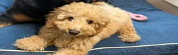Cavapoo dogs for sale: Cavapoo Puppy in Aberdeen - Advert 3