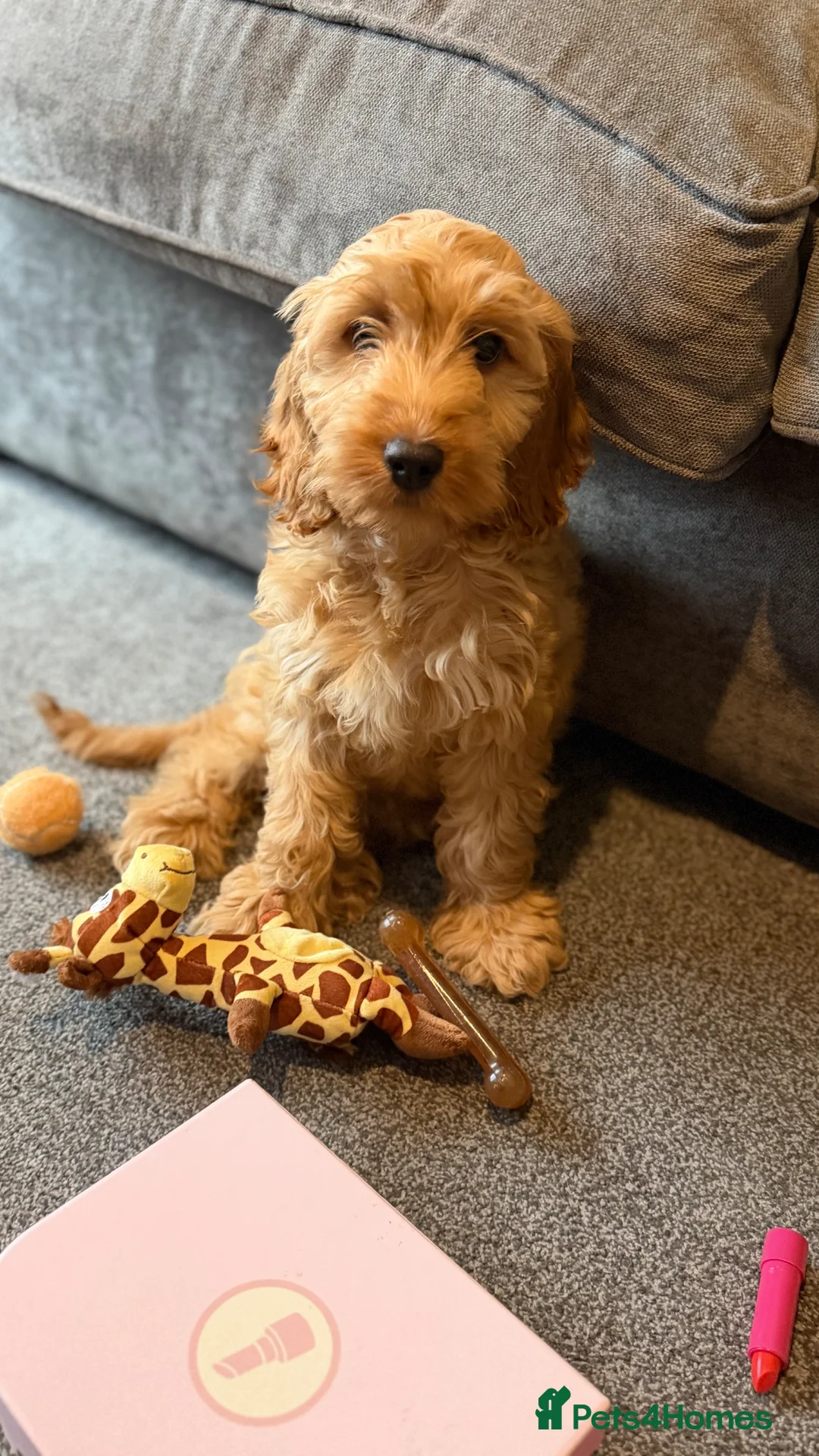Cockapoo dogs for sale: Male Cockapoo  - Advert 2