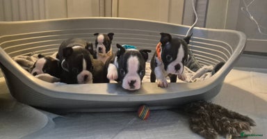 Boston Terrier dogs - Advert 2