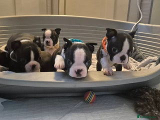 Boston Terrier dogs - Advert 1