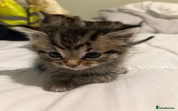 British Shorthair cats for sale: Tabby Male Kittens - Image 6
