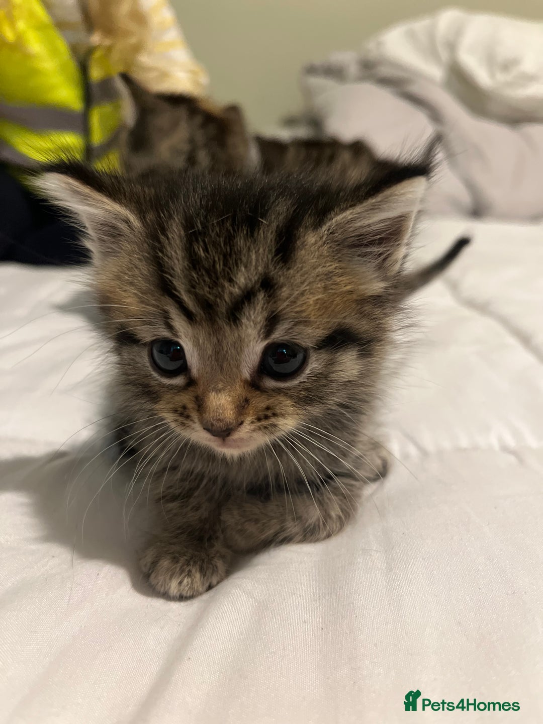 British Shorthair cats for sale: Tabby Male Kittens - Image 6