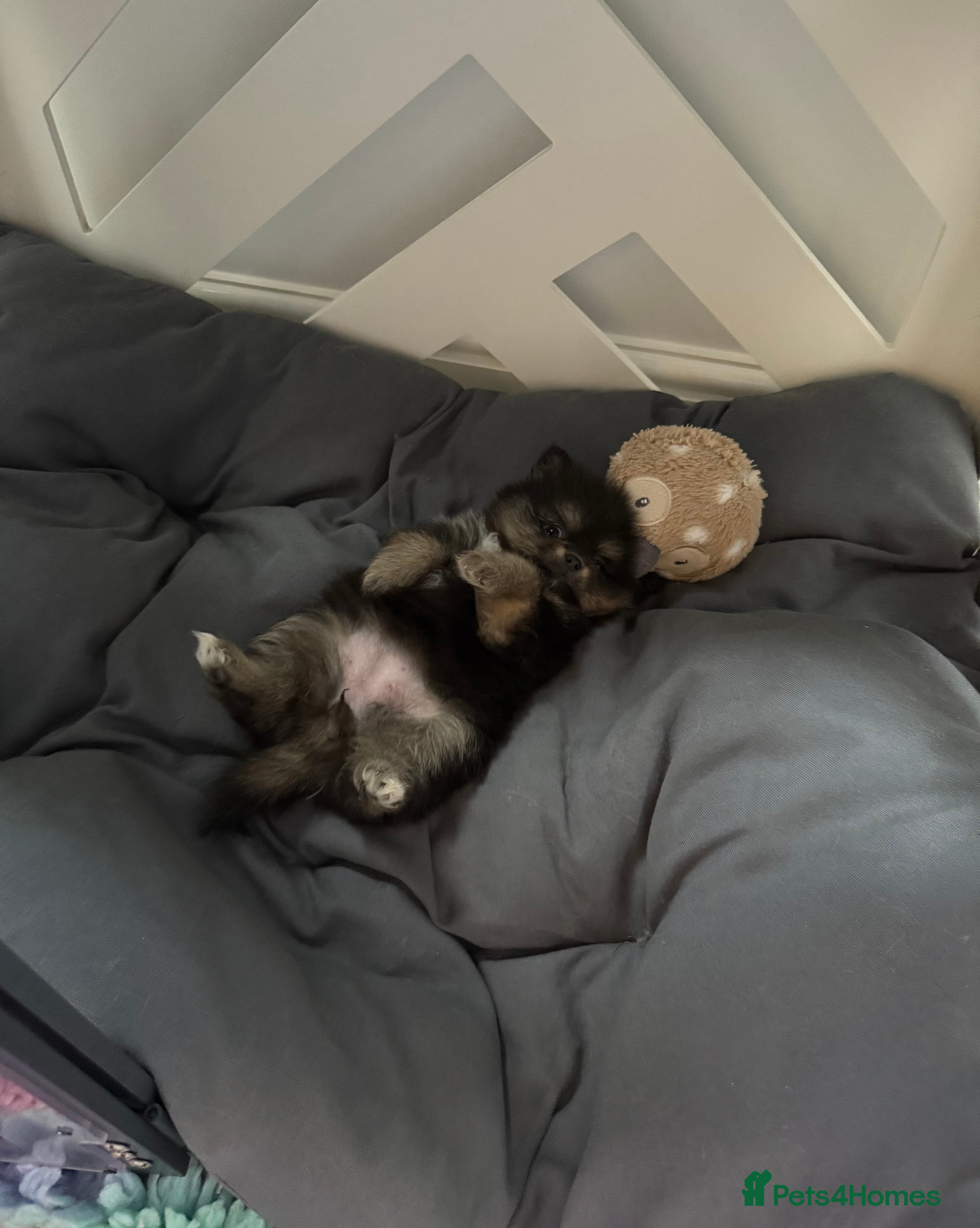 Pomeranian dogs Last Black and tan girl 🖤🧡💖 - Advert 5