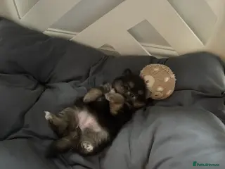 Pomeranian dogs Last Black and tan girl 🖤🧡💖 - Advert 5