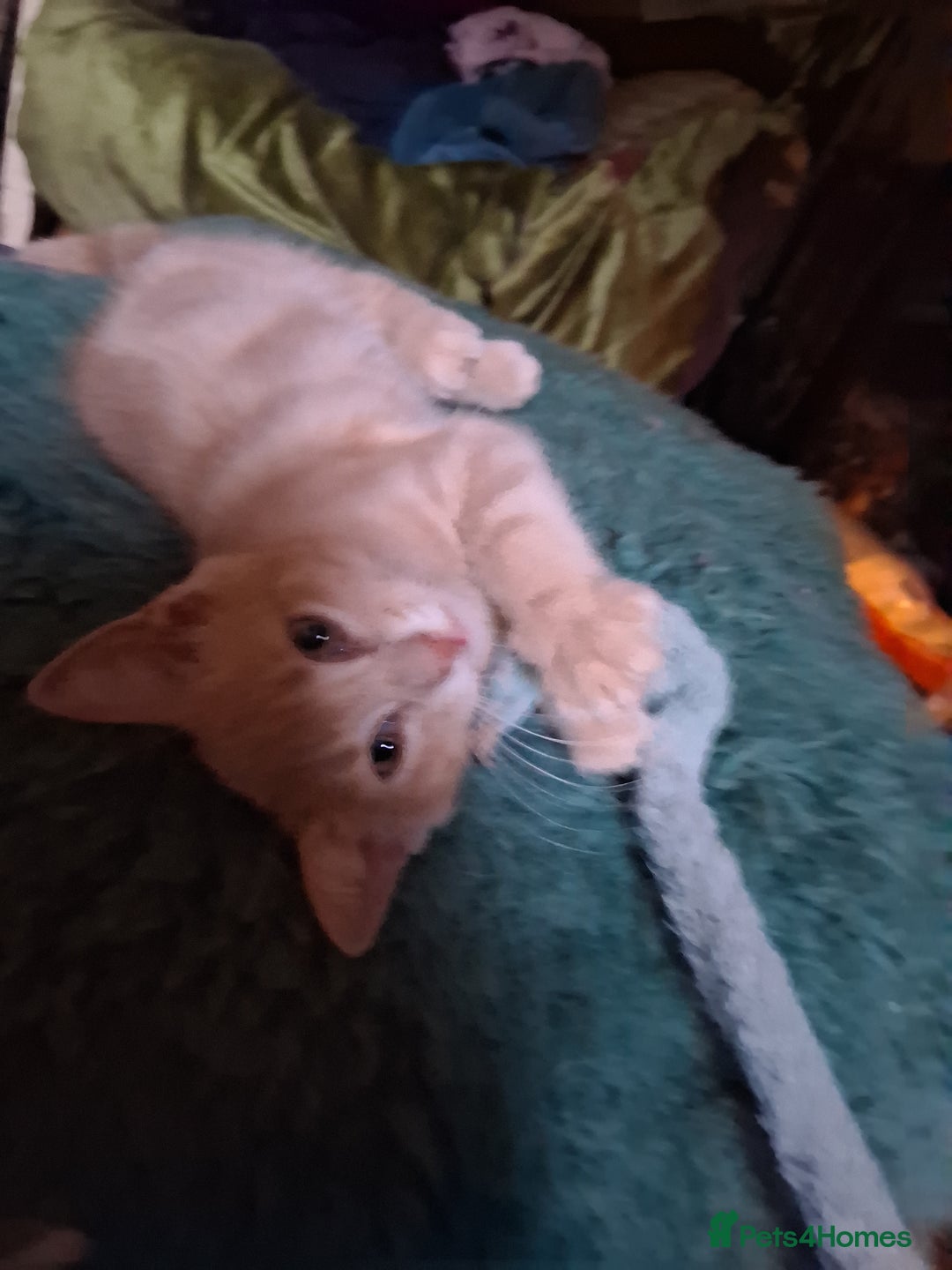 Mixed Breed cats for sale: Charming Cheeky Chunky  Bengal X Kittens. - Image 9