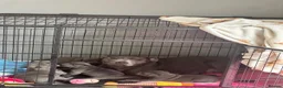 Staffordshire Bull Terrier dogs for sale: BEAUTIFUL BLUE STAFFY PUPPIES  - Advert 1