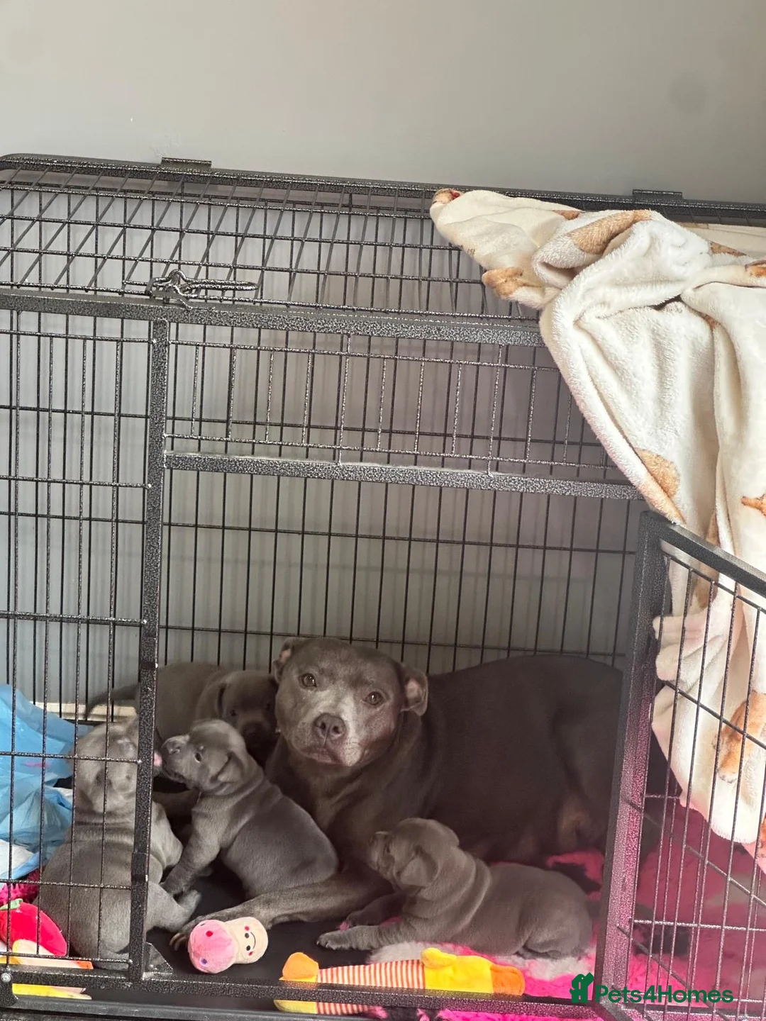 Staffordshire Bull Terrier dogs for sale: BEAUTIFUL BLUE STAFFY PUPPIES  - Advert 1
