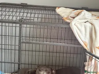 Staffordshire Bull Terrier dogs BEAUTIFUL BLUE STAFFY PUPPIES - Advert 3