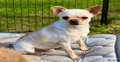 Chihuahua dogs - Advert 6