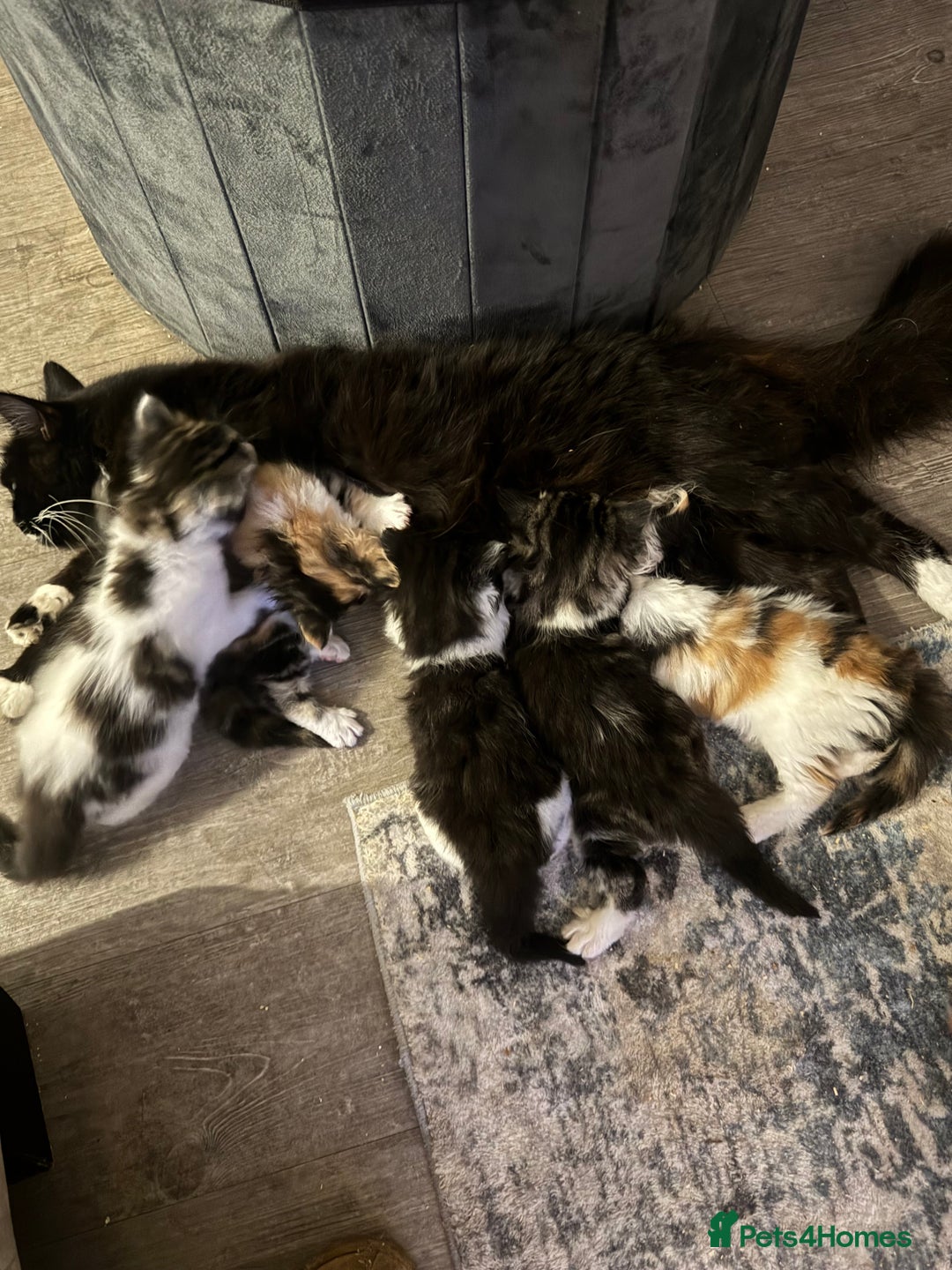 Mixed Breed cats for sale: 5 fluffy kittens  - Image 9