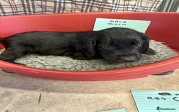 Cocker Spaniel dogs for sale: Two cocker spaniel litters for sale - Image 19