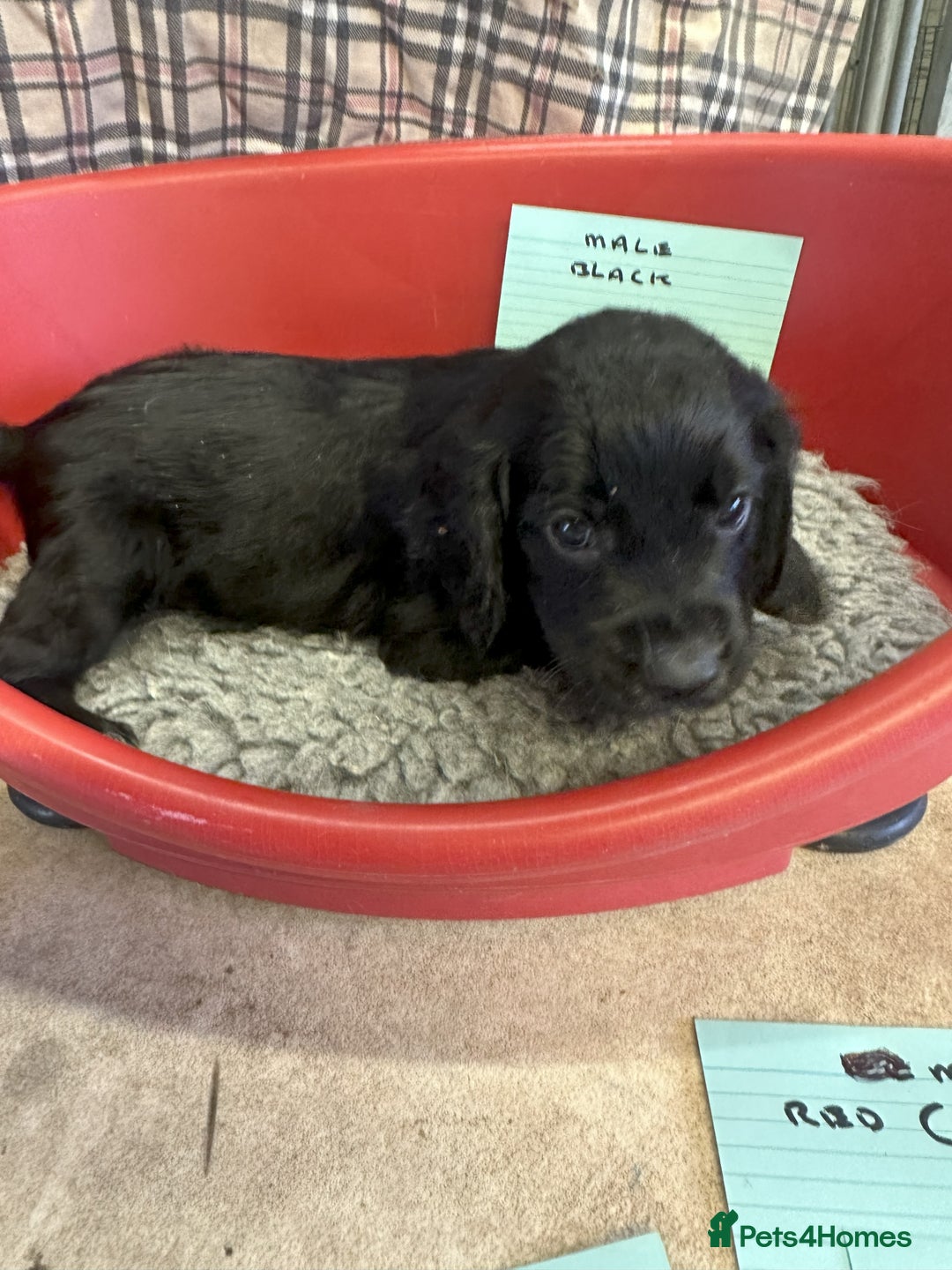 Cocker Spaniel dogs for sale: Two cocker spaniel litters for sale - Image 19