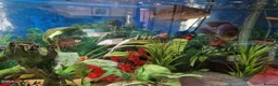 Cichlids fish for sale: Cichlids for sales - Advert 9