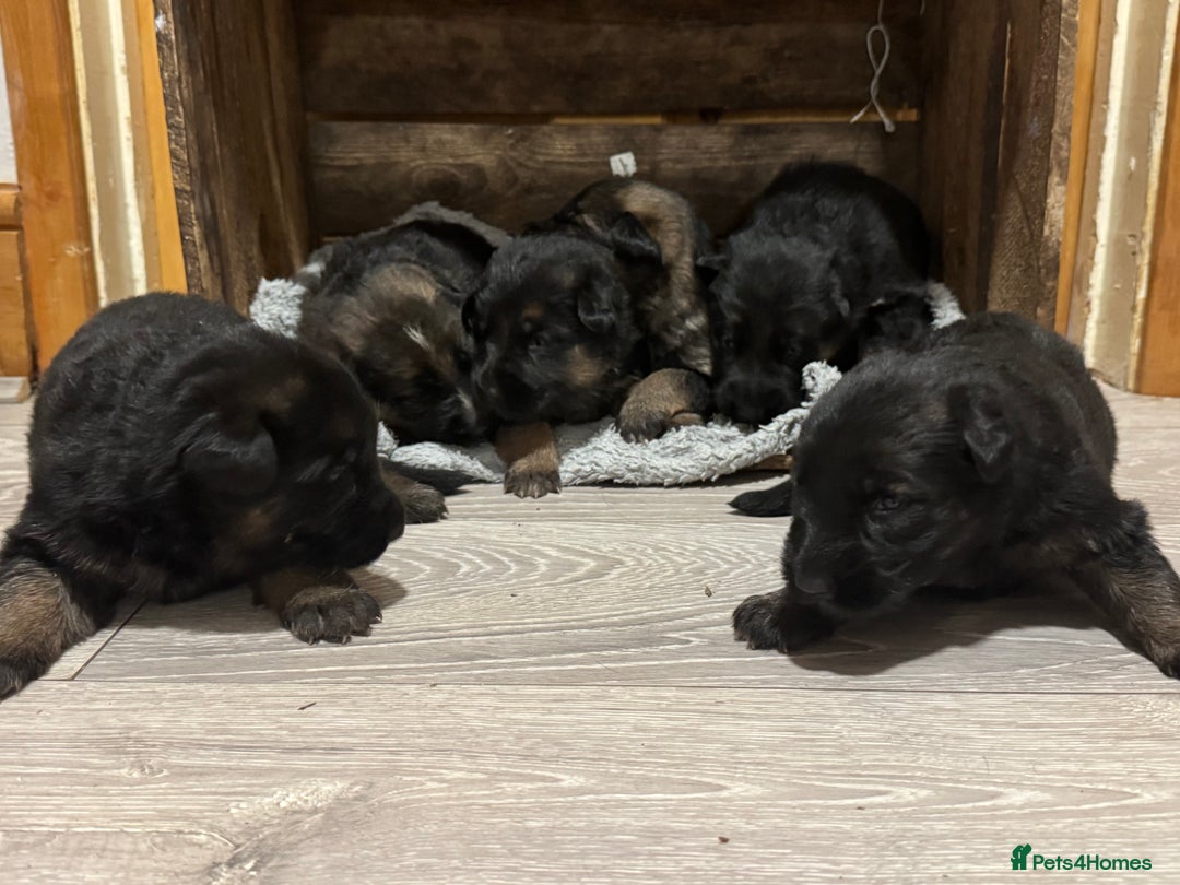 German Shepherd dogs for sale: German shepherd puppies  - Advert 8