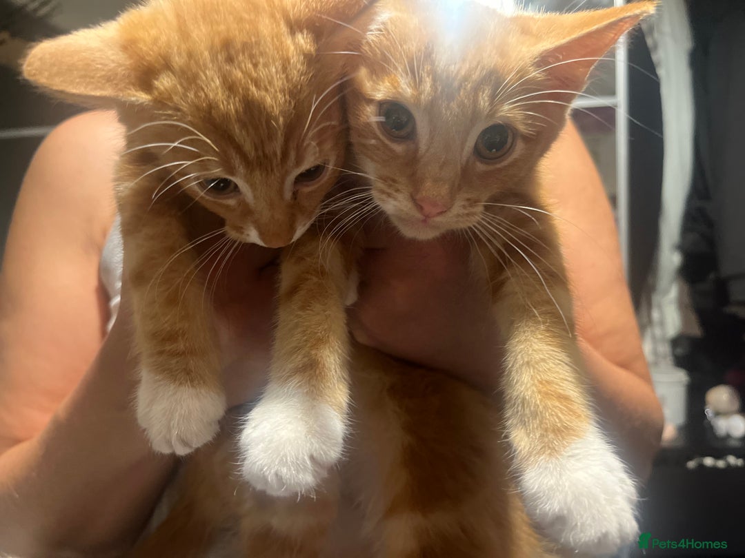 Domestic Shorthair cats for sale: Orange Fluffballs 💕💕 - Image 3
