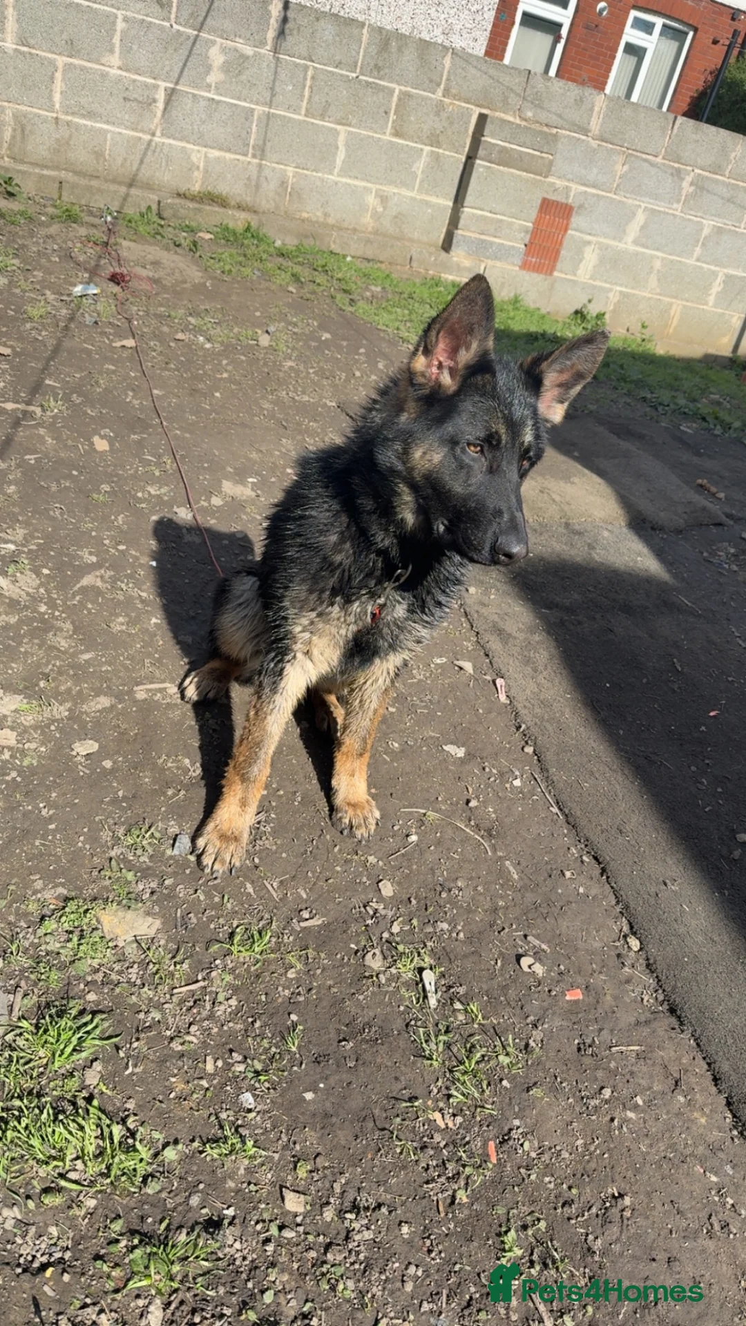 German Shepherd dogs for sale: 1 year 11 months old male german shepherd  in Dewsbury - Advert 2