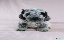 Cockapoo dogs for sale: Ready now beautiful litter F1B cockapoo puppies  in Leicester - Image 7