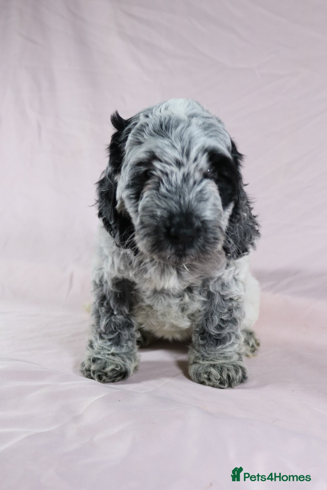 Cockapoo dogs for sale: Ready now beautiful litter F1B cockapoo puppies  in Leicester - Image 7