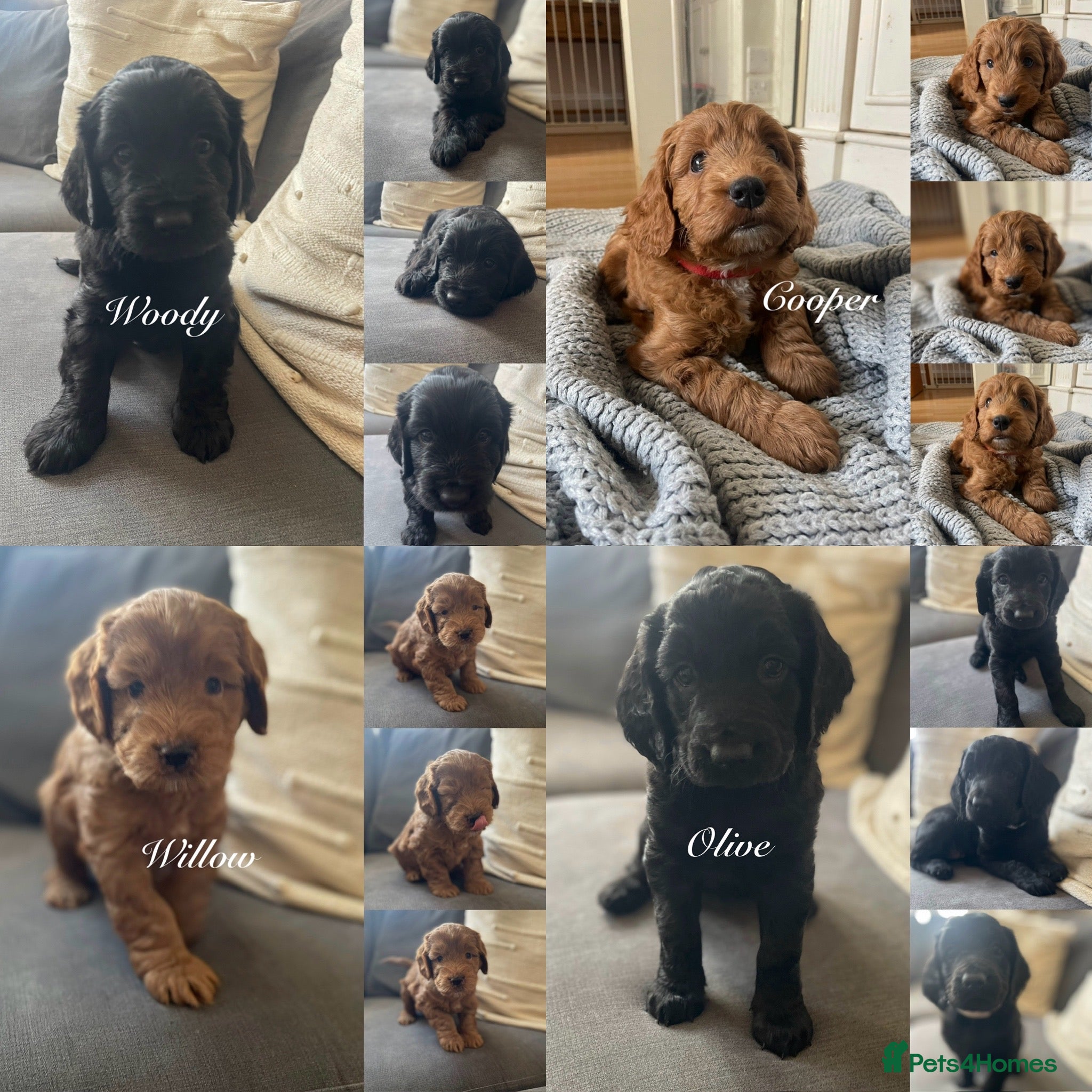 Mixed Breed dogs Beautiful litter of rare cockapoo Doodle/redsetter - Advert 1