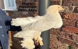 Chickens poultry for sale: Brahma Large Fowl Growers (Male & Female) - Image 9