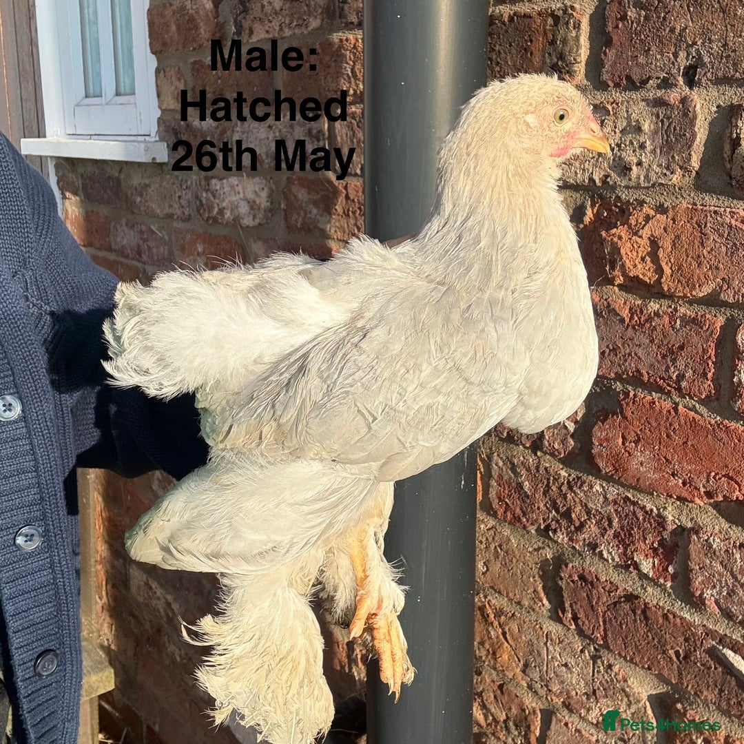 Chickens poultry for sale: Brahma Large Fowl Growers (Male & Female) - Image 9