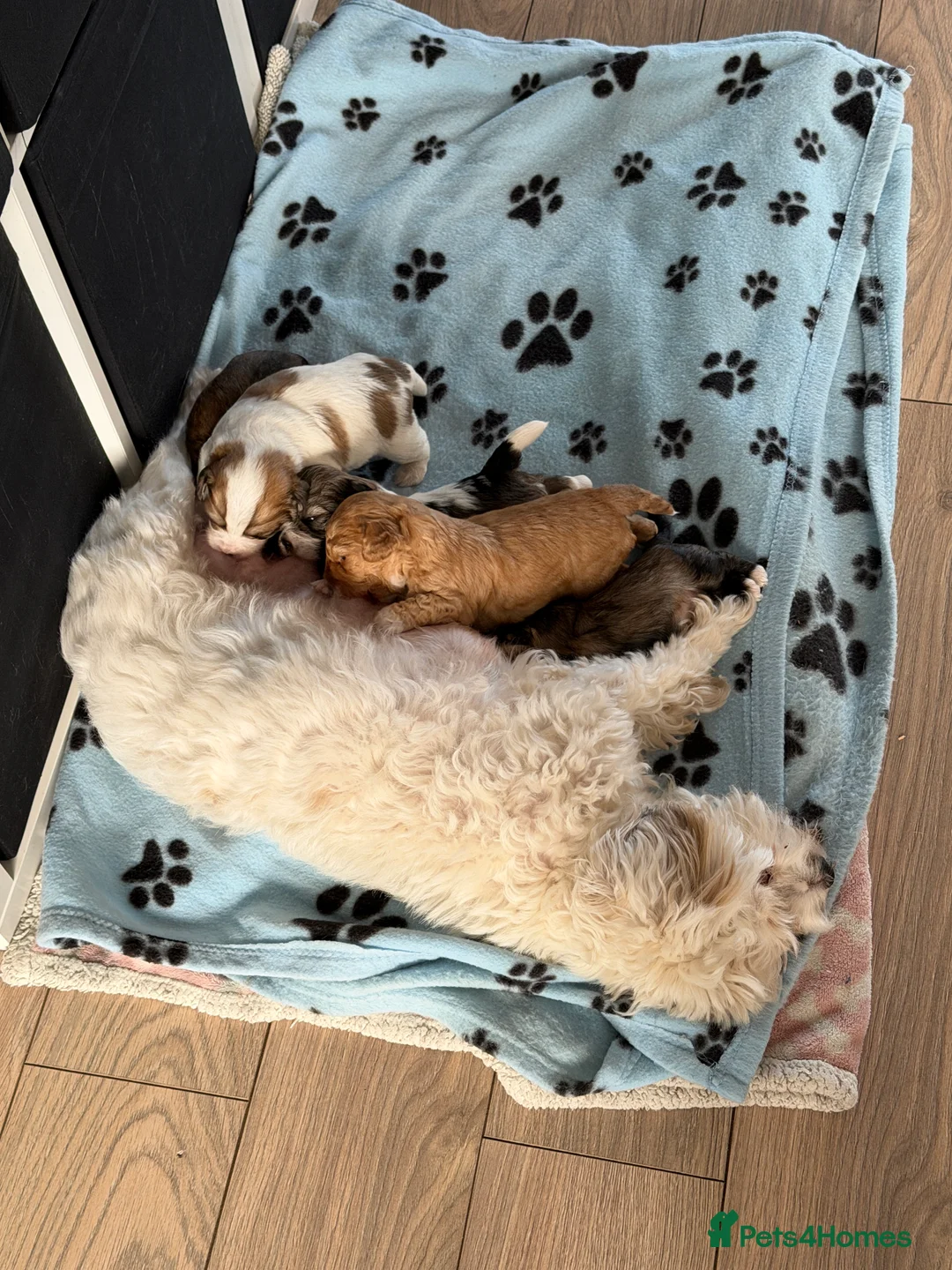 Lhasapoo dogs for sale:  beautiful lhasa poodles  in Derby - Advert 2