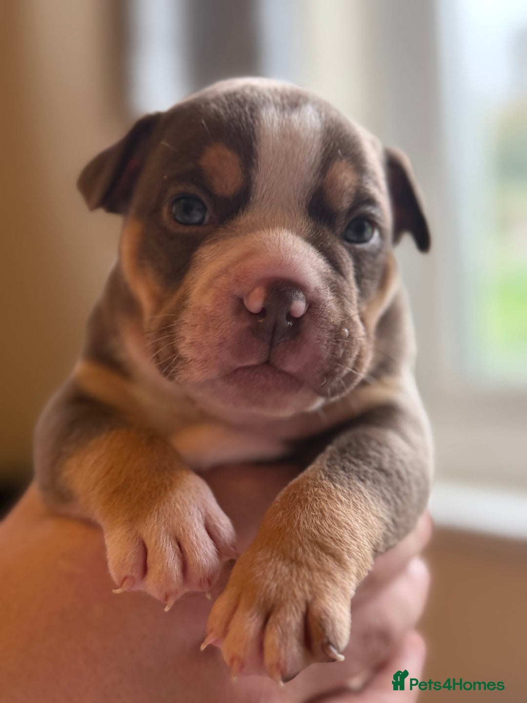 Mixed Breed dogs for sale: Stunning English bulldog mix pocket bully  - Image 30