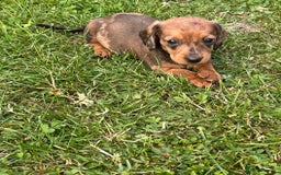 Dachshund dogs for sale: Gorgeous dachshund puppies - Image 9