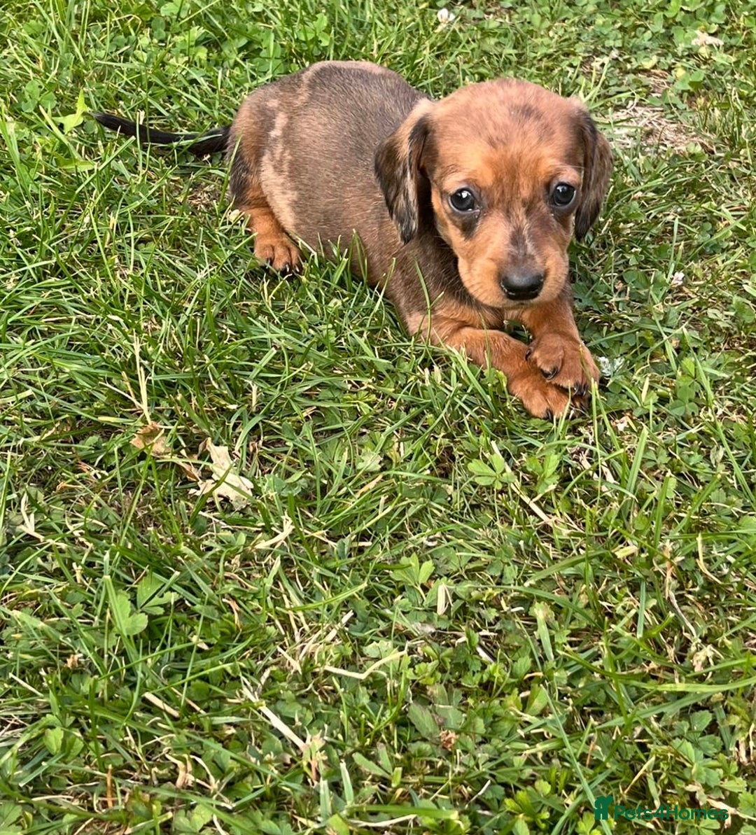 Dachshund dogs for sale: Gorgeous dachshund puppies - Image 9