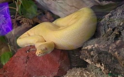 Python Snake reptiles for sale: Albino Enchi Royal Python (aka Ball Python) - Image 16