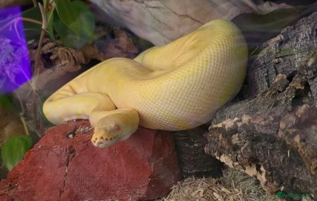 Python Snake reptiles for sale: Albino Enchi Royal Python (aka Ball Python) - Image 16