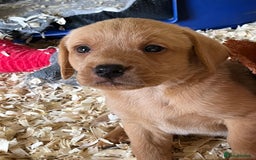Labrador Retriever dogs for sale: Pedigree Labrador puppies - Image 3