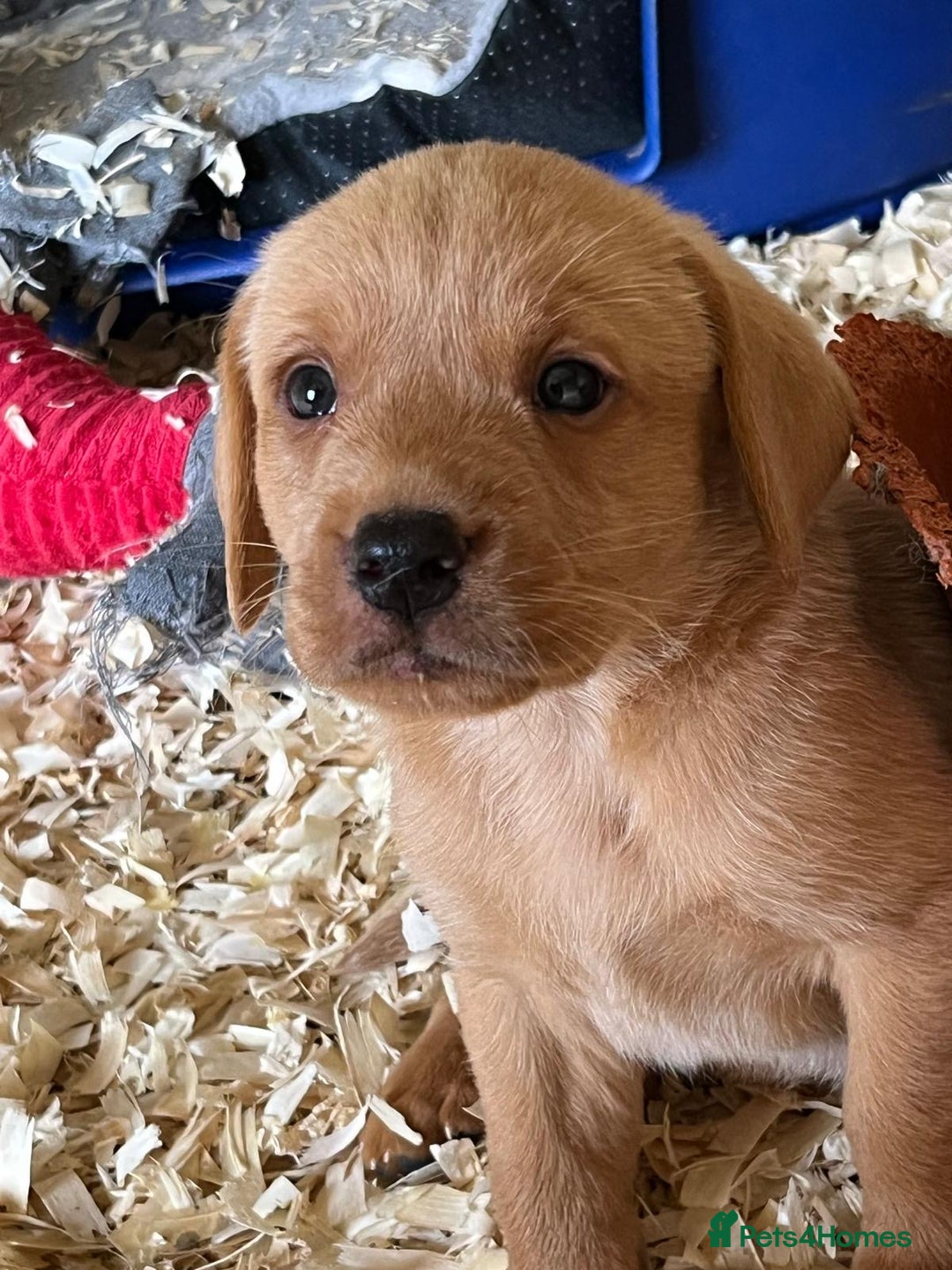 Labrador Retriever dogs for sale: Pedigree Labrador puppies - Image 3