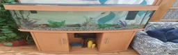 Tetras fish for sale: Aquarium Fish Tank with 18 fishes - Advert 3