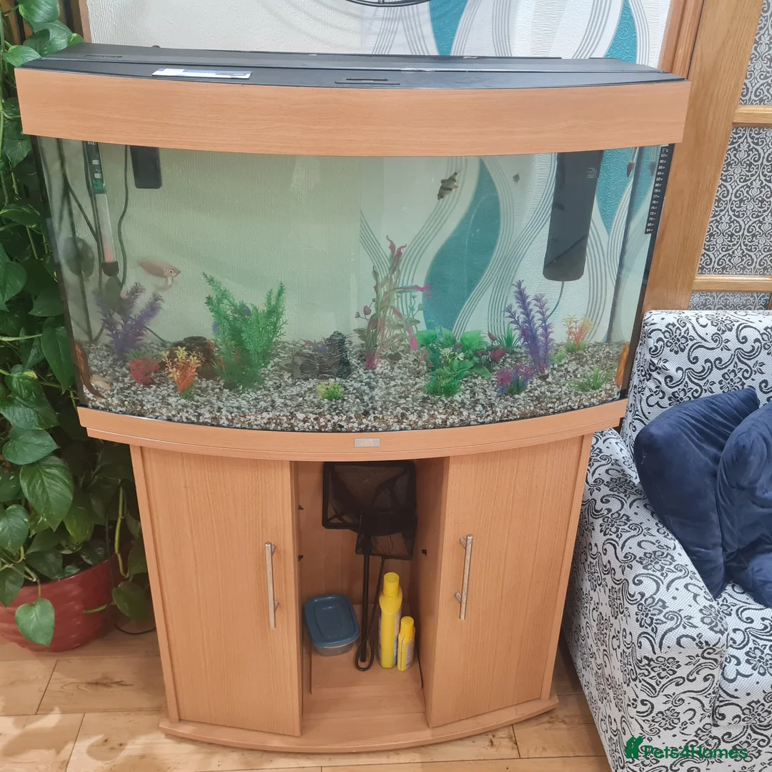 Tetras fish for sale: Aquarium Fish Tank with 18 fishes - Advert 3