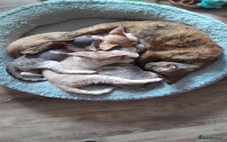 Devon Rex cats for sale: Adorable Devon Rex Kittens  - 2 girls - Image 8