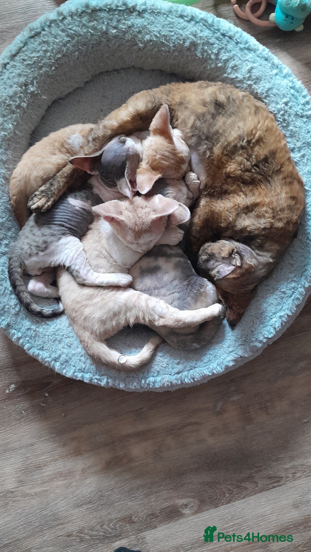 Devon Rex cats for sale: Adorable Devon Rex Kittens  - 2 girls - Image 8