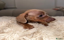 Miniature Dachshund dogs for sale: Stunning ISABELLA miniature dachshunds  - Image 6
