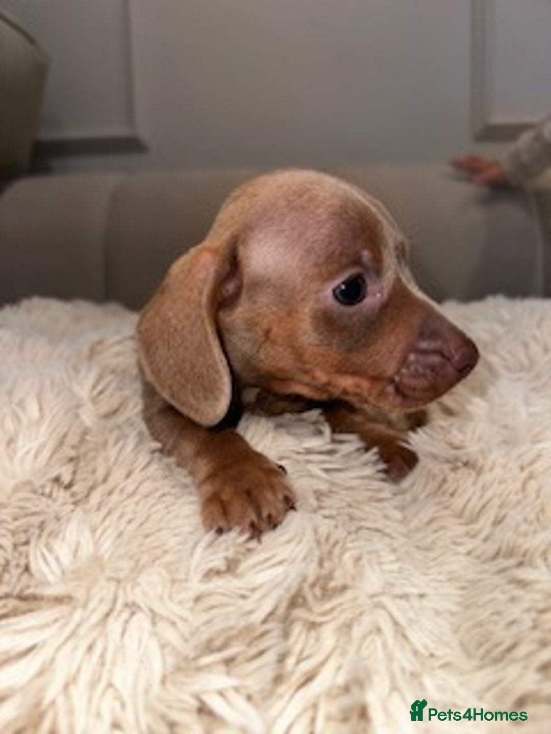 Miniature Dachshund dogs for sale: Stunning ISABELLA miniature dachshunds  - Image 6