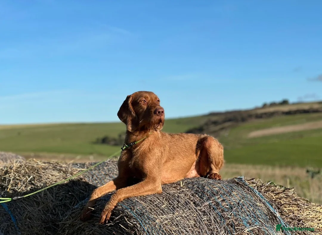 Hungarian Vizsla dogs for sale: Dual purpose Hungarian wirehaired Vizsla puppies - Advert 28